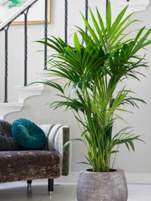 Kentia Palm