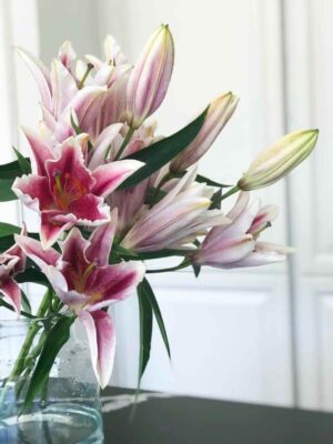 ROOSAÕIELINE LIILIA