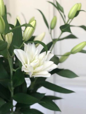 VALGEÕIELINE LIILIA