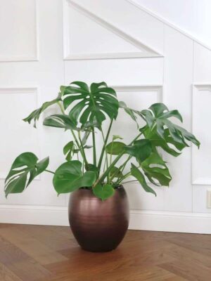 MONSTERA