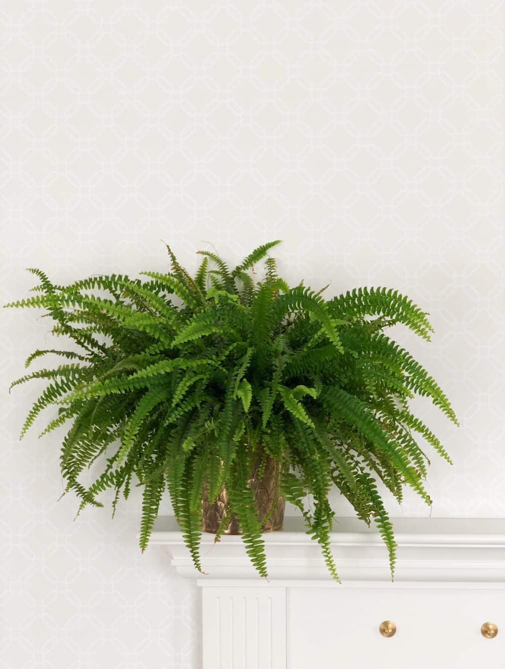 Sõnajalg 1 Sõnajalg