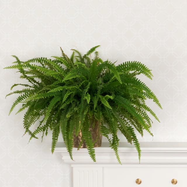 Sõnajalg 2 Sõnajalg