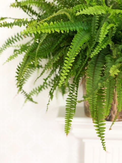 Sõnajalg 3 Sõnajalg