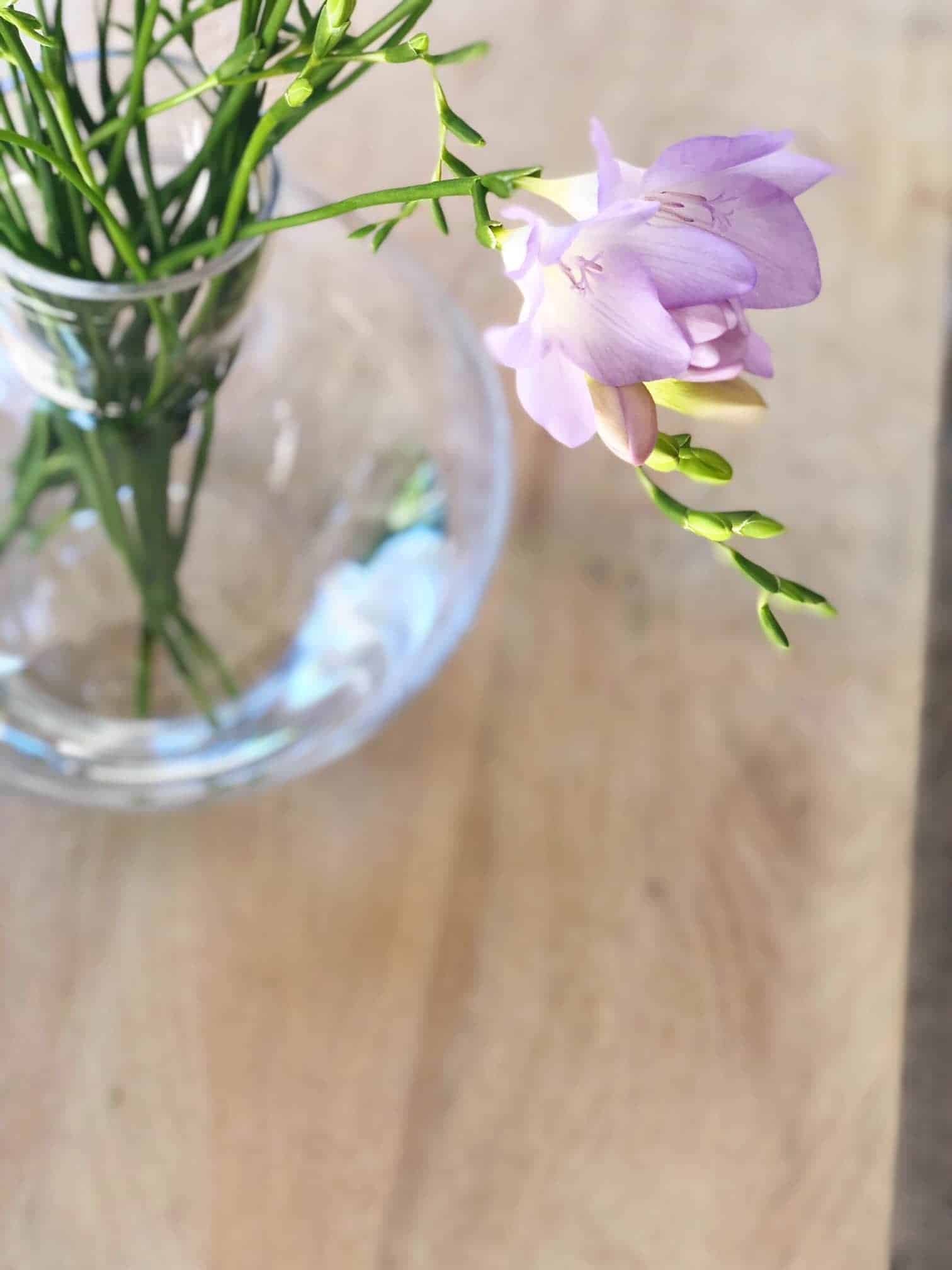 FREESIA 3 Freesia-lilla