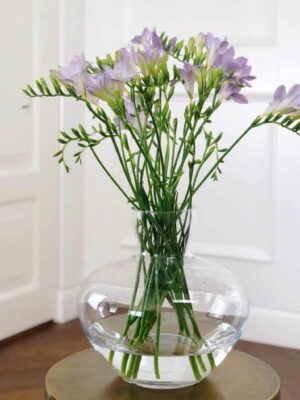 freesia-lilla