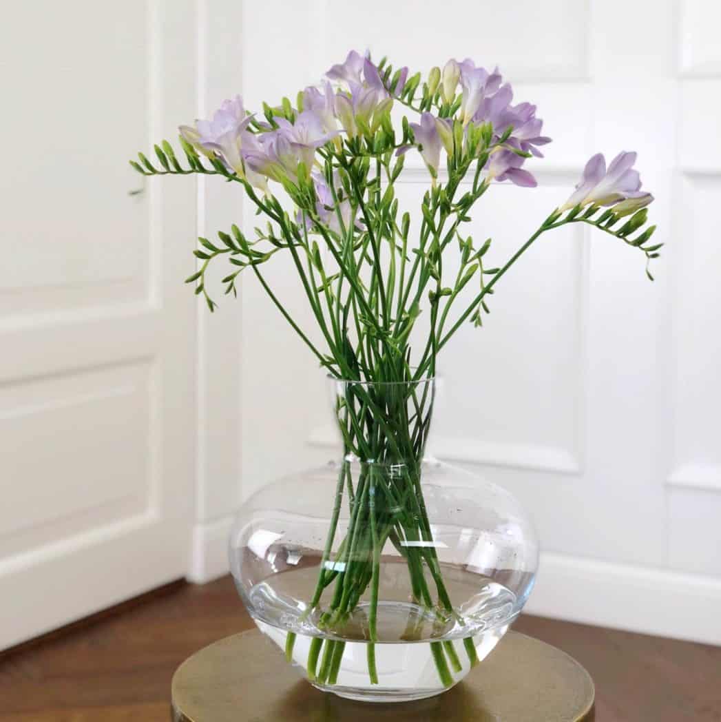 FREESIA 1 freesia-lilla