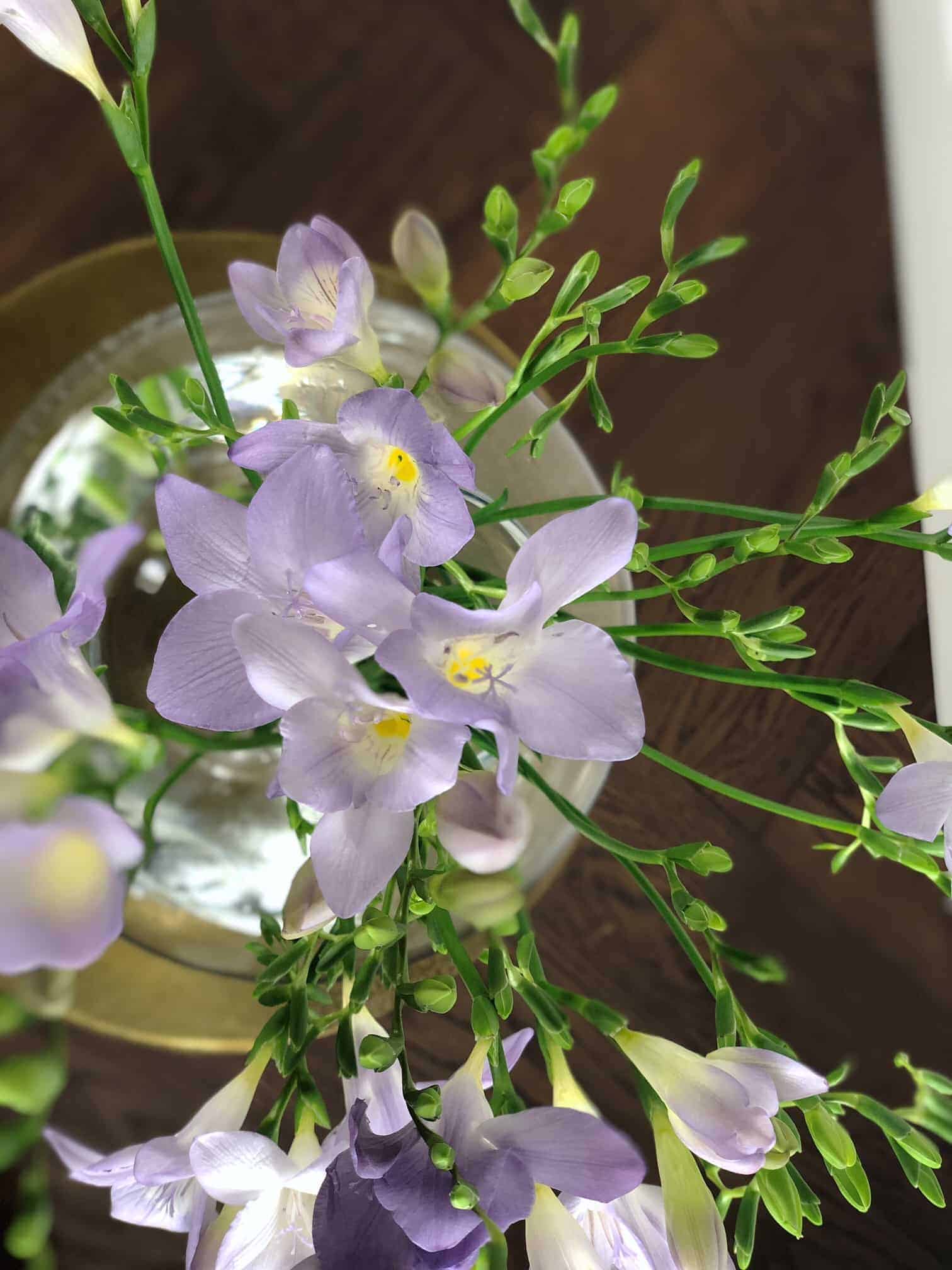 FREESIA 2 freesia-lilla