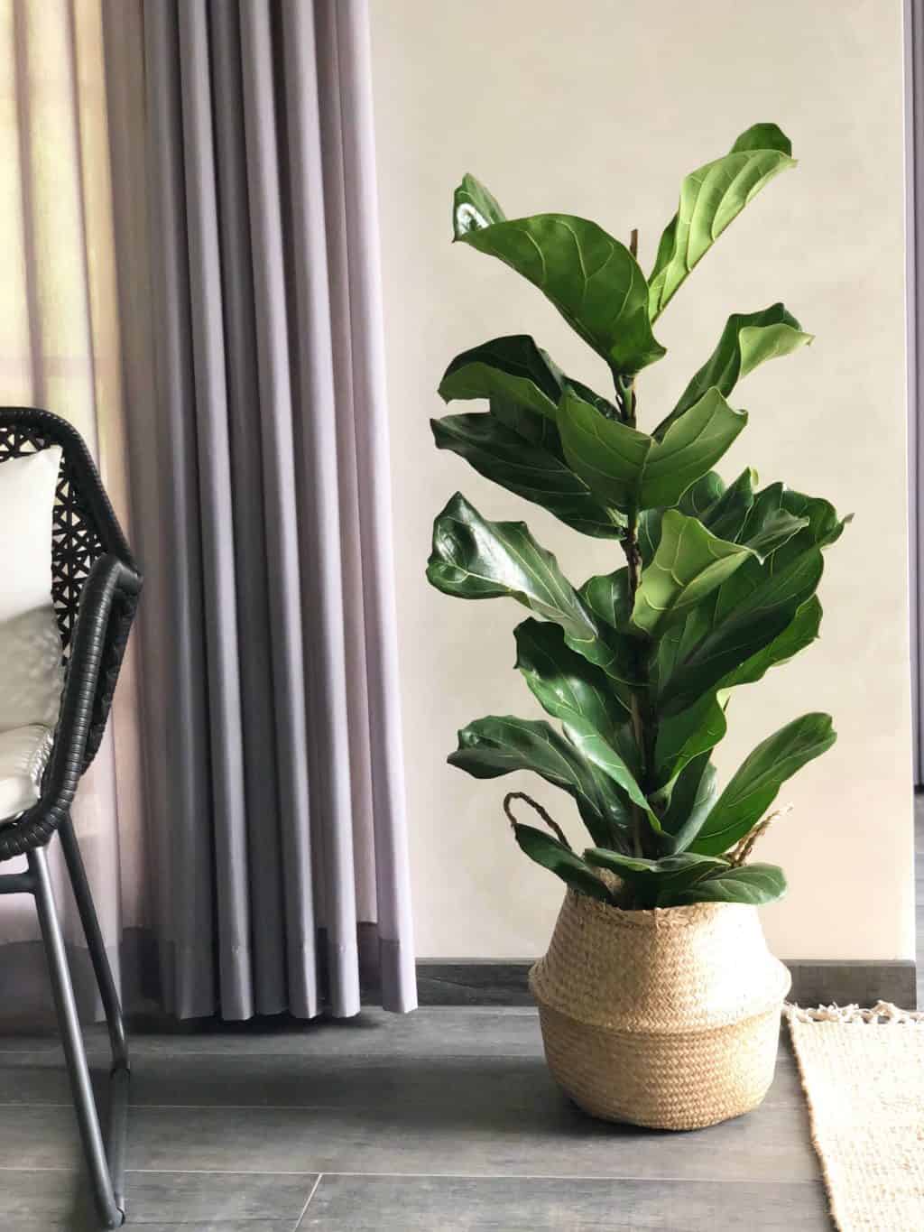 Lüüra viigipuu 1 Lüüra viigipuu