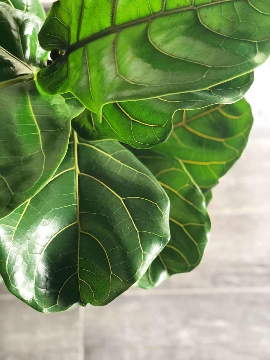 Lüüra viigipuu 4 Lüüra viigipuu