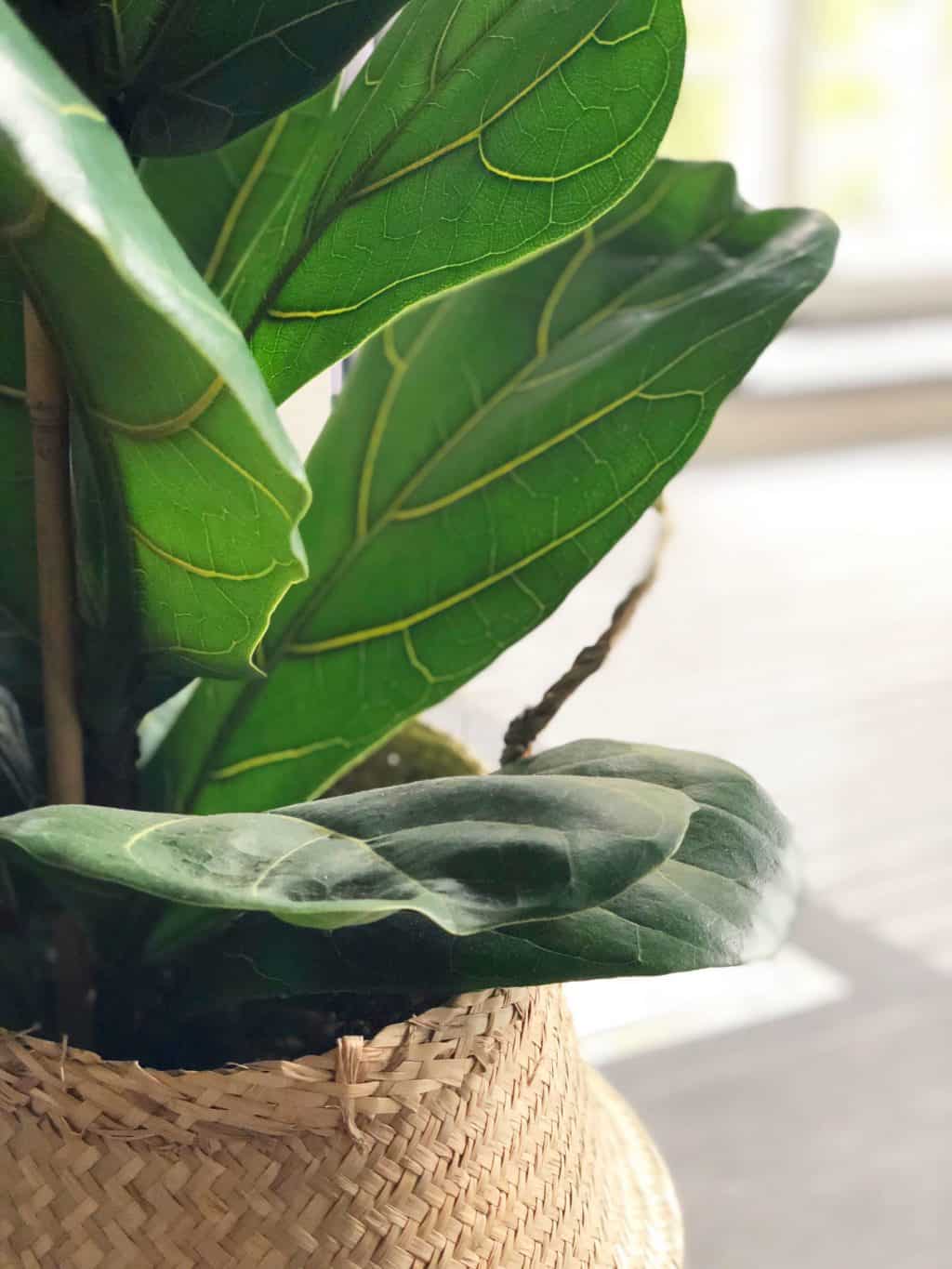 Lüüra viigipuu tüvel 2 Lüüra viigipuu tüvel