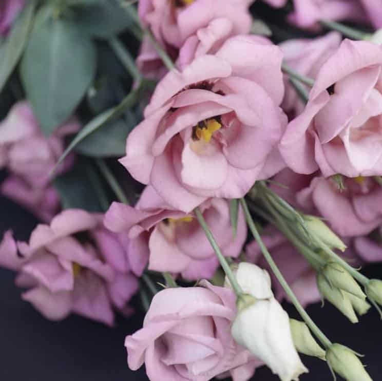 PREERIAKELL 4 preeriakelluke