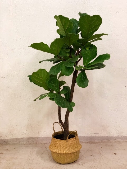 Lüüra viigipuu 5 Lüüra-viigipuu