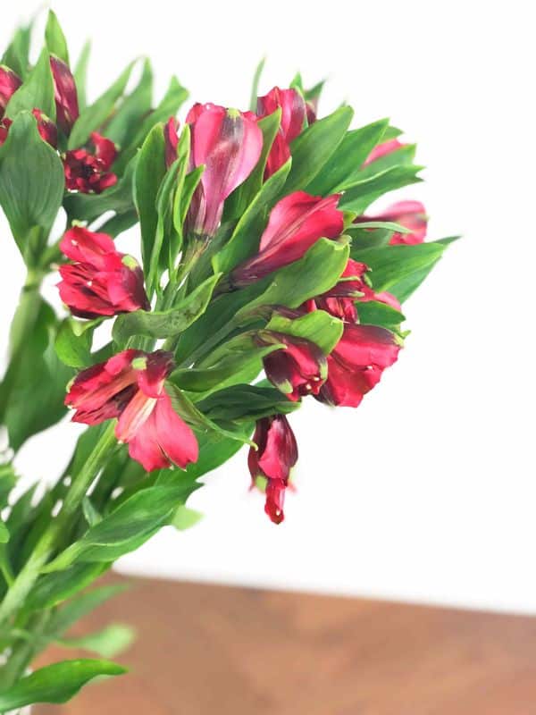 Inkaliilia 4 TUMEPUNANE INKALIILIA