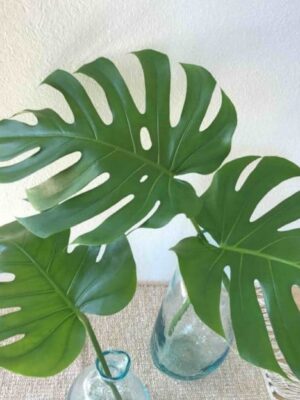 monstera-leht