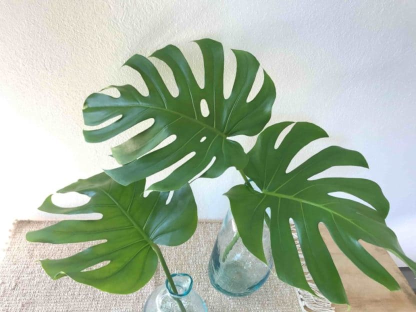 Monstera leht 1 monstera-leht