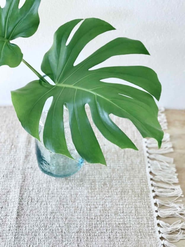 Monstera leht 4 Monstera