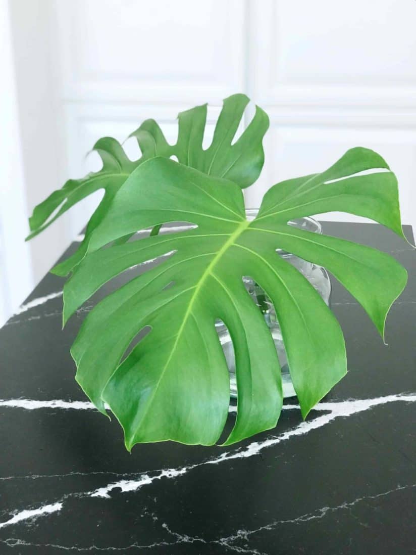 Monstera leht 3 Monstera