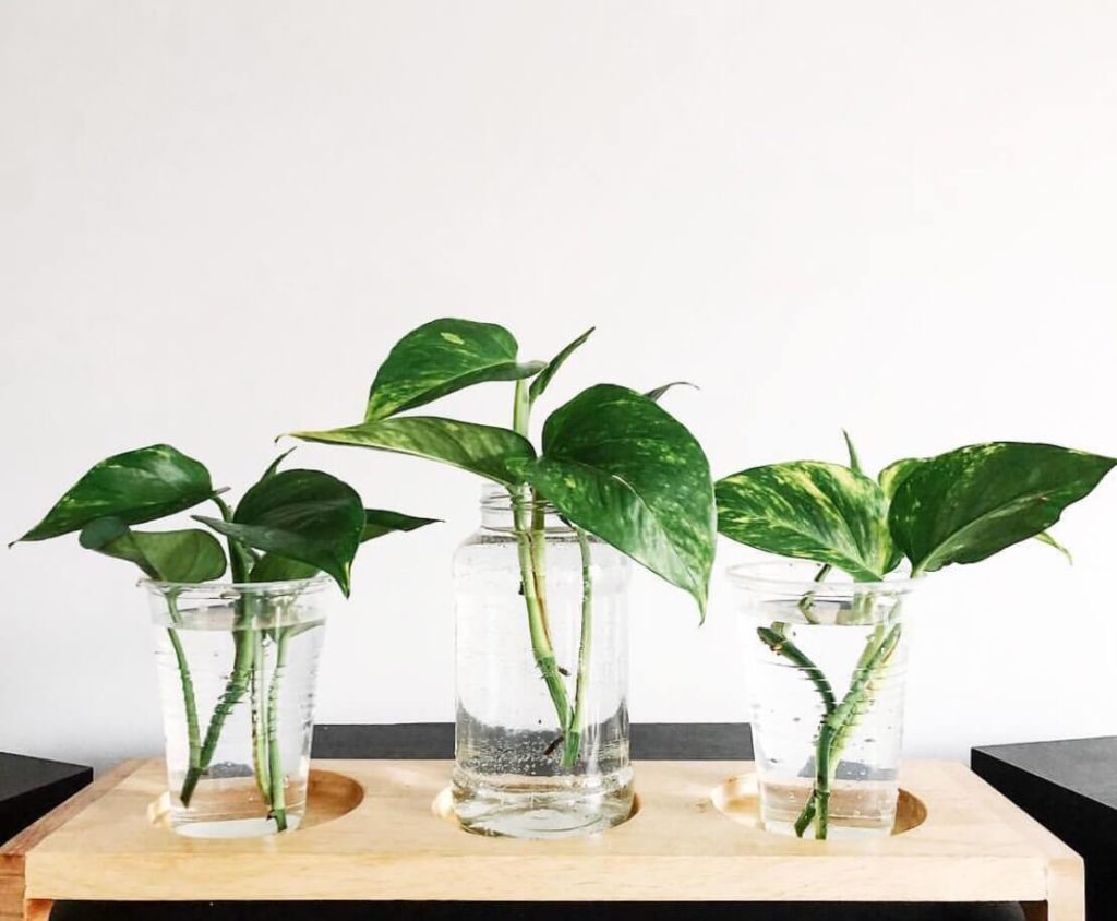 Taimede paljundamine