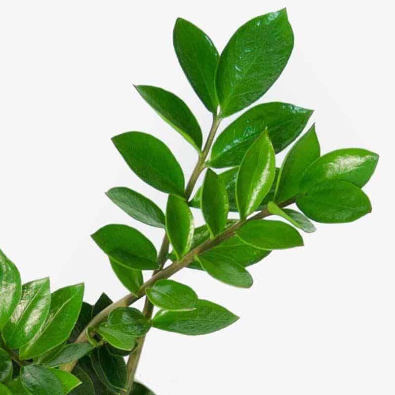 Sulgvõhk 3 Sulgvõhk lehed