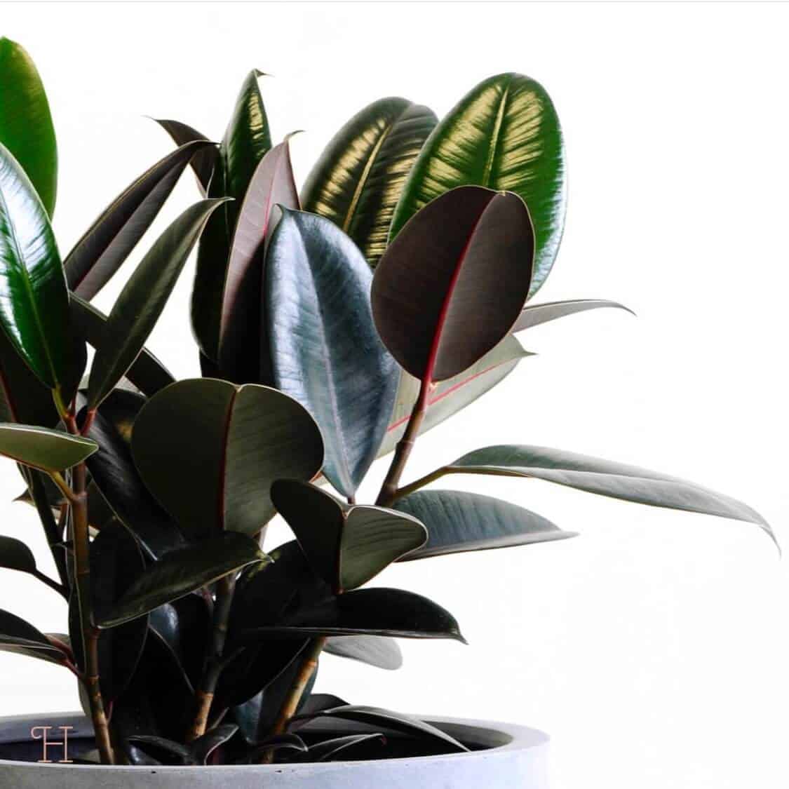 Kummi-viigipuu 3 taimed kontorisse