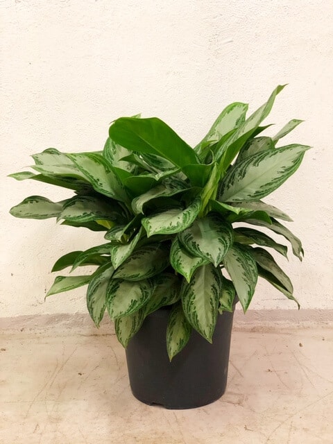 Aglaoneema 2 Aglaonema