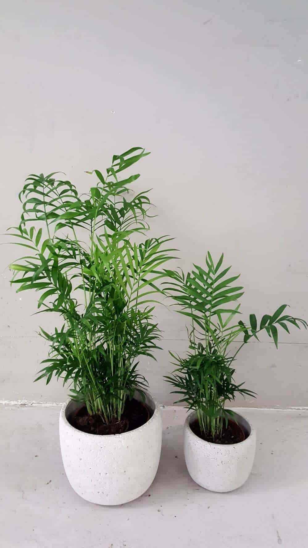 Mägipalm 1 paar palmi