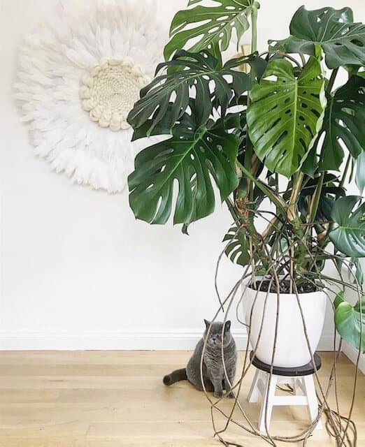 Monstera toataim