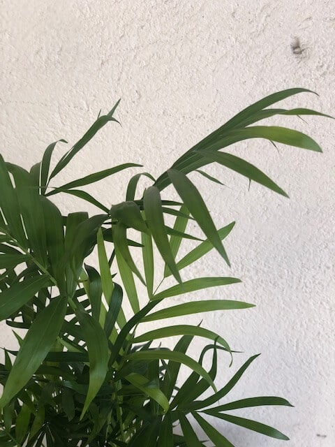 Mägipalm 2 Mägipalm