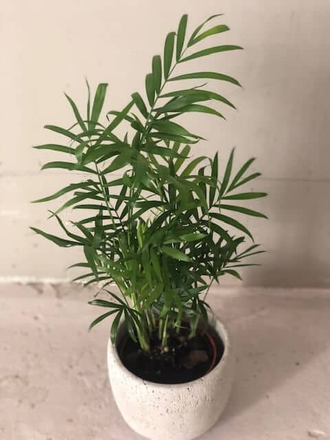 Mägipalm 3 Mägipalm