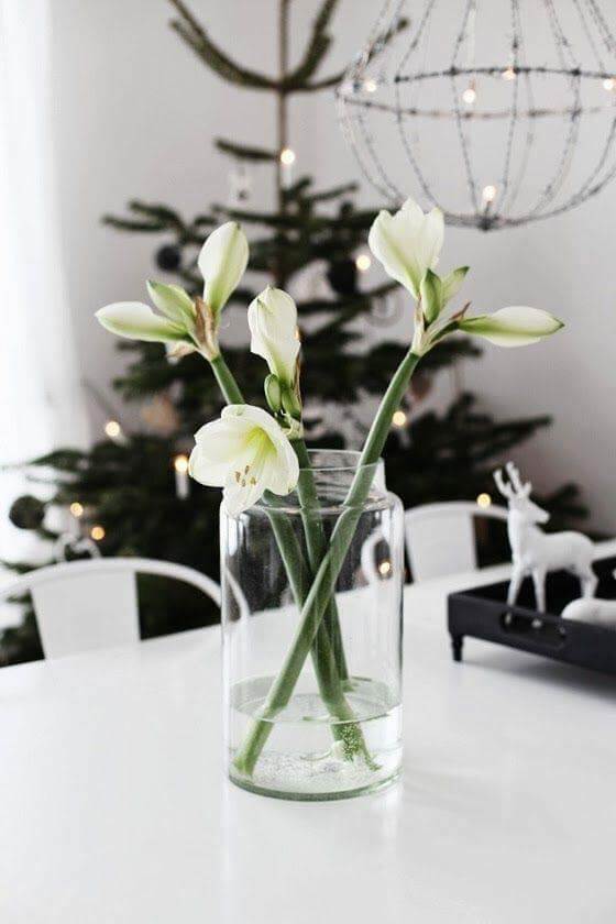 Amarüllus ehk ratsuritäht 4 Ratsuritaht