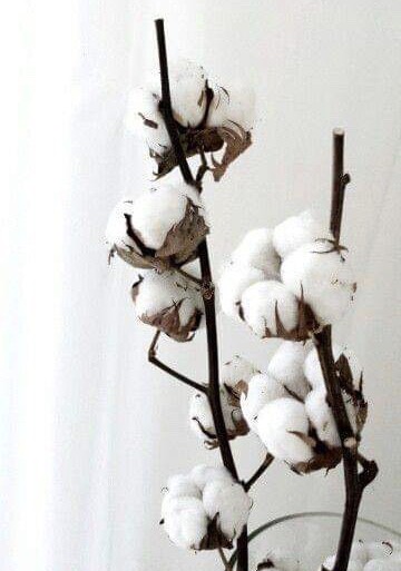 Cotton flower ehk puuvillalille tupsud 2 cotton flower