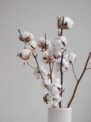 cotton flower