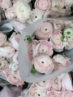 tulikas ehk ranunculus