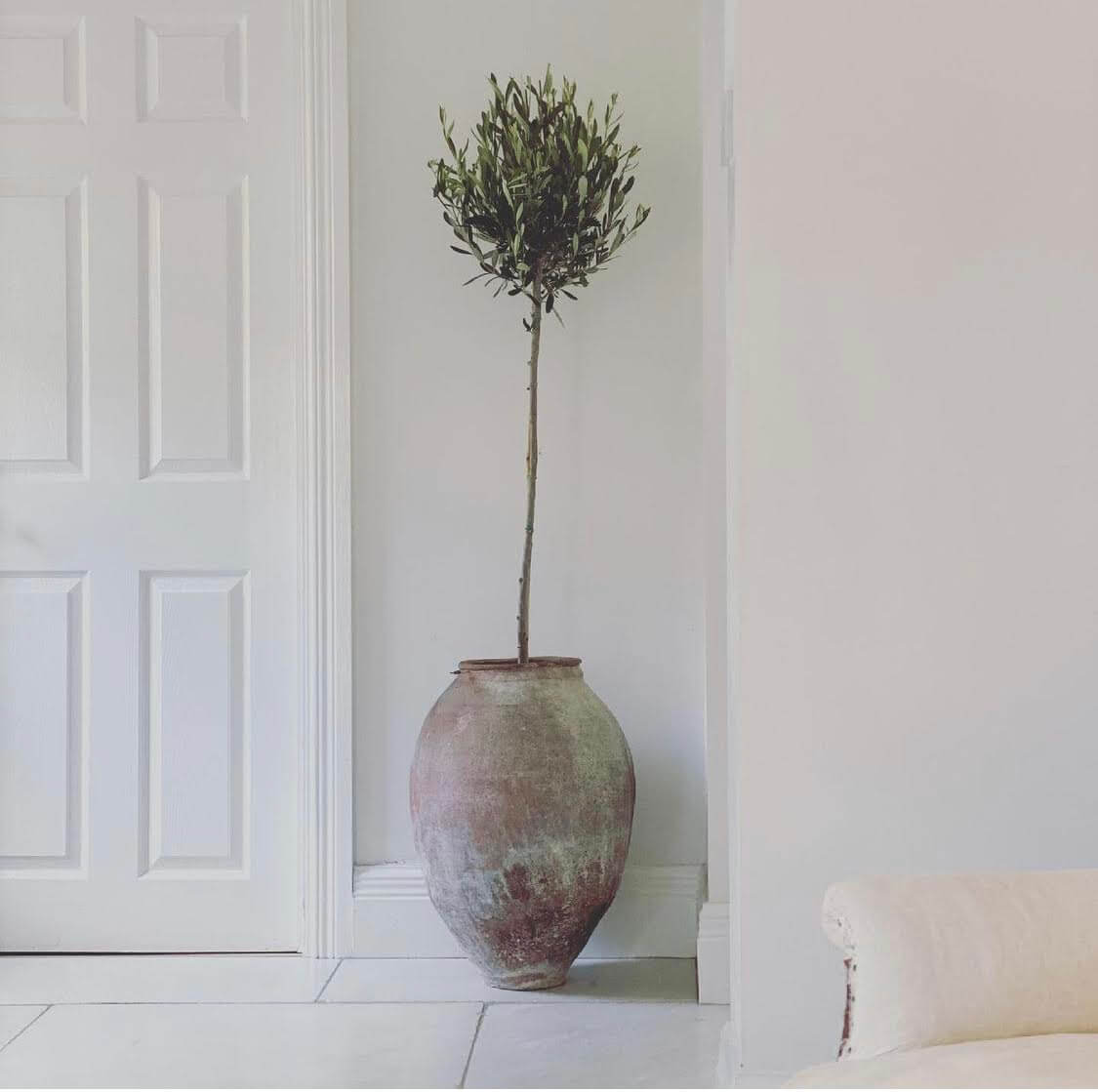 Oliivipuu tüvel 3 Oliivipuu