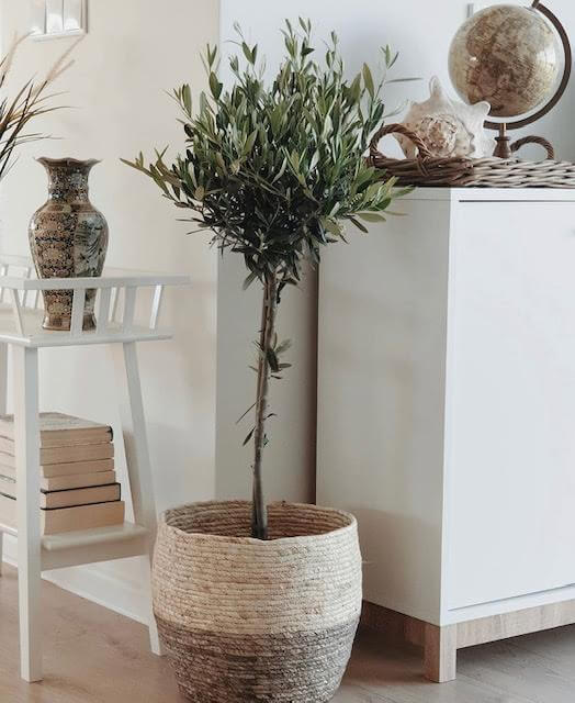 Oliivipuu tüvel 5 Oliivipuu