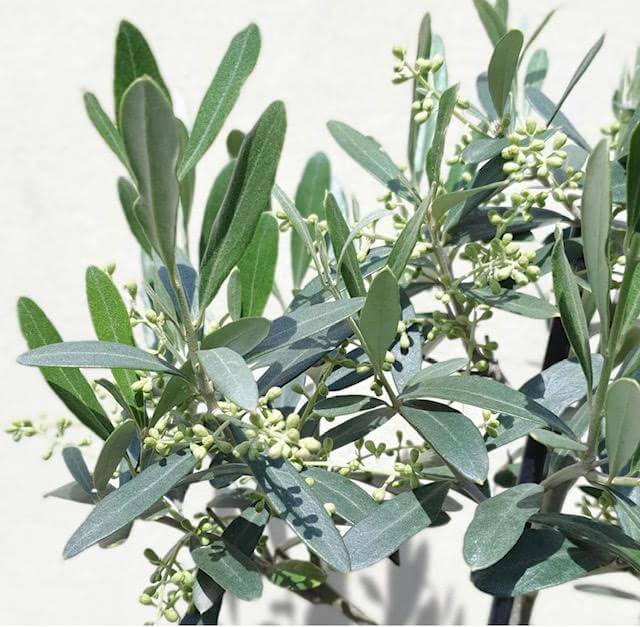 Oliivipuu tüvel 4 Oliivipuu