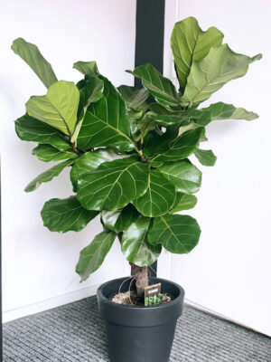 Lüüra viigipuu tüvel