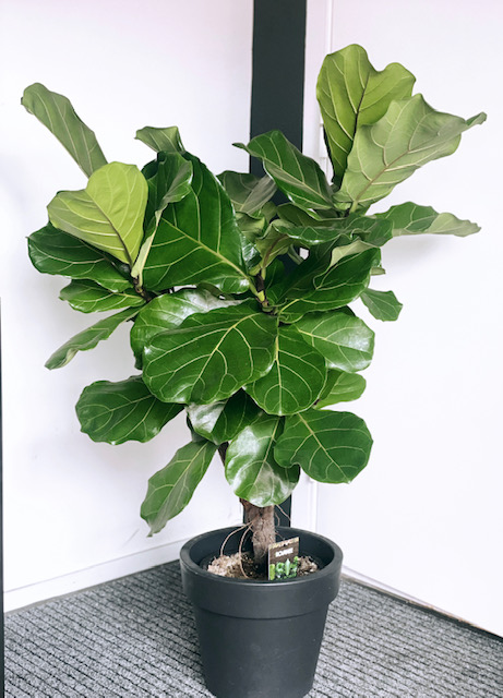 Lüüra viigipuu tüvel 1 Lüüra viigipuu tüvel