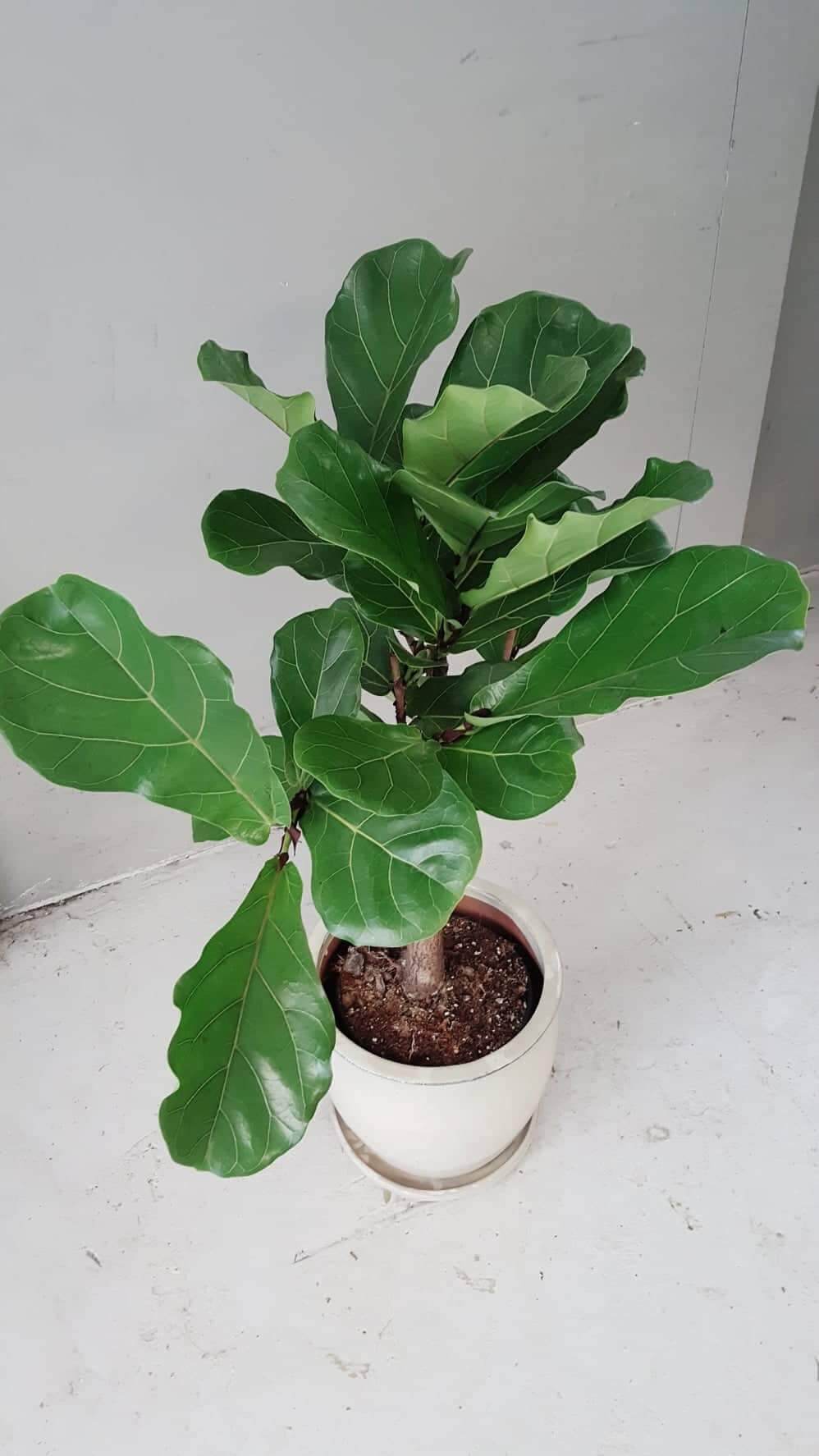 Lüüra viigipuu tüvel 3 lüüra viigipuu