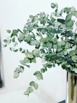 stabiliseeritud eukalüpt