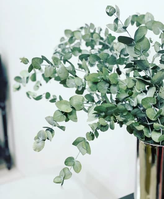 Eukalüpt - kauasäiliv ehk stabiliseeritud 1 stabiliseeritud eukalüpt