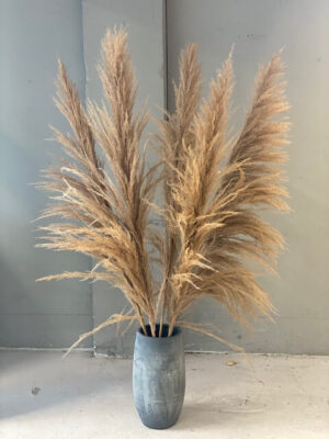 Pampas Grass