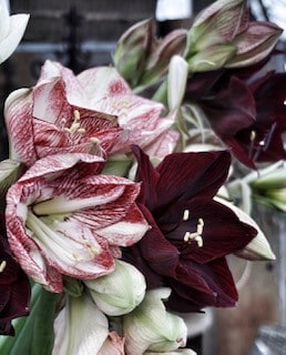 Amarüllus ehk ratsuritäht 2 Ratsuritäht