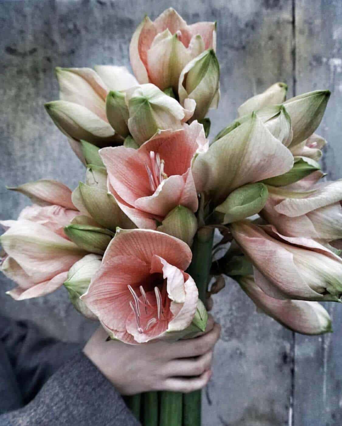 Amarüllus ehk ratsuritäht 1 Ratsuritäht