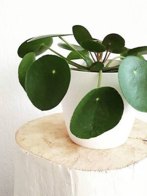 Pilea