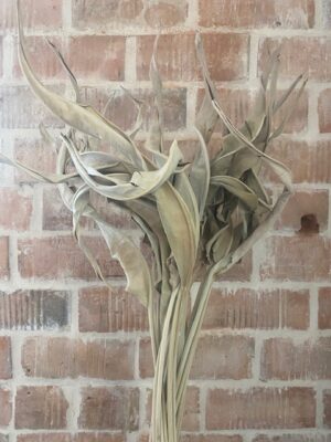 Kuivatatud streliitsialehed