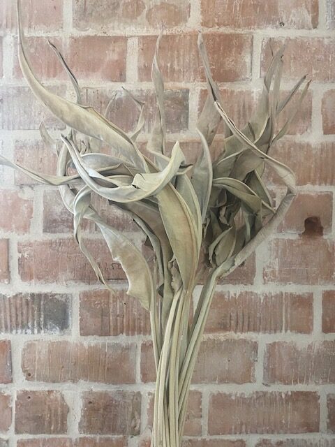 Kuivatatud streliitsialehed 1 Kuivatatud streliitsialehed