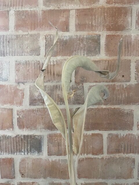 Kuivatatud streliitsialehed 2 Kuivatatud streliitsialehed