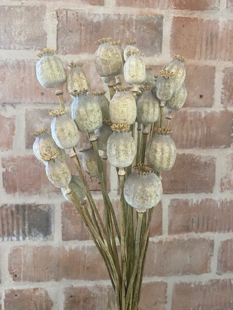 Kuivatatud moonikuprad 1 Kuivatatud moonikuprad