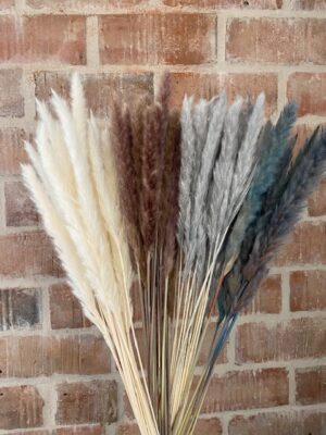 Pampas Grass 5tk/70cm